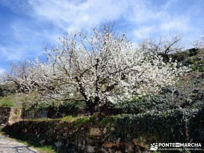 Cerezos en flor en el Valle del Jerte - paseo por Extremadura;botas de montaña barranquismo pueblos